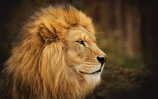 side profile of lion